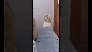 funny cat #funny #youtubeshorts #cat #cats #catvideos #catshorts #fyp #fypシ #ytshorts #animals #cute