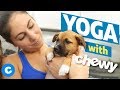 Puppy Yoga With Chewy