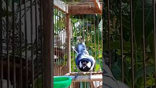 Download lagu Pancingan Gelatik Batu Agar Bunyi #gelatikbatugacor #glatikfullisian #glatik #glatikfullisian mp3