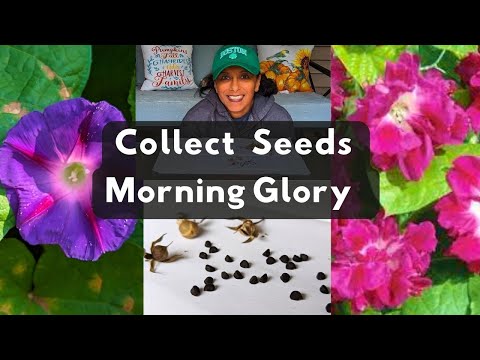 How To Collect Morning Glory Flower Seeds