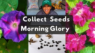 How To Collect Morning Glory Flower Seeds