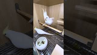 Download lagu Cockatiel parrot parrot breeding mp3