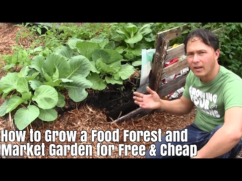 How to Grow a Food Forest & Market Garden for Free and Cheap