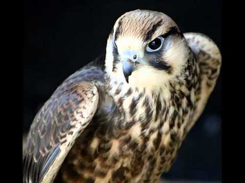 أغنية بعنوان خضرا يا بلادي خضرا لصقر حمص