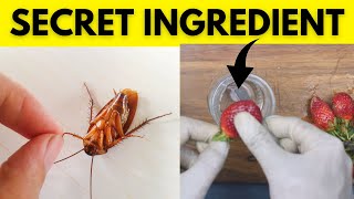 Homemade Sticky Trap That Can Help Capture Cockroaches Overnight Without Killing Them