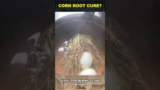 Corn Roots as Medicine You Won’t Believe This!