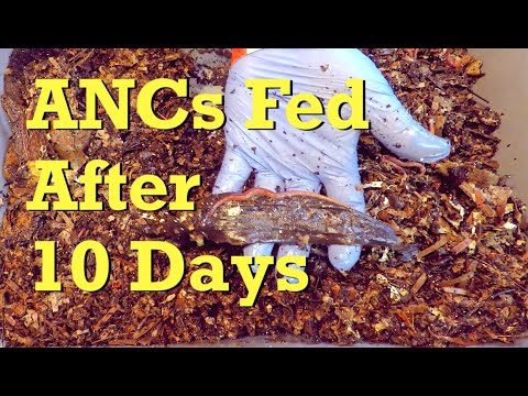 ANCs & their cocoon nursery - worm farm vermicompost