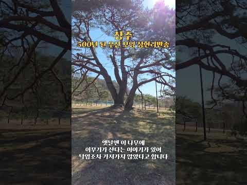 [2025 상주시 sns 서포터즈] 상주 상현리 반송을 가다!