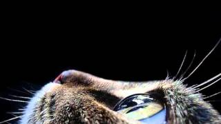 judy henske buckeye jim