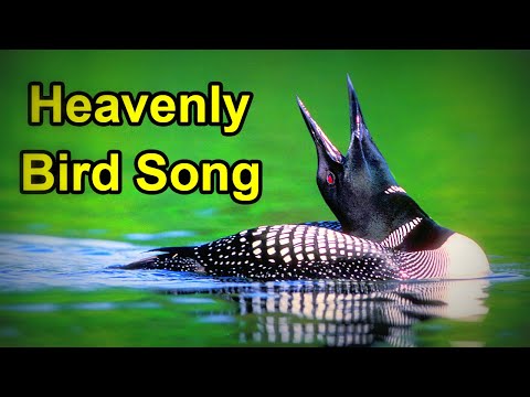 Top 10 Bird Calls Blow Your Mind | The World's Most Beautiful Bird Songs | Talking Birds - Part 1