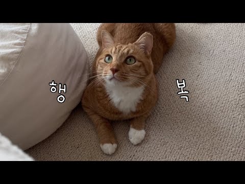 고양이와 집사의 작은 행복이 가득한 일상