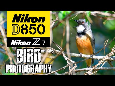 Nikon D850 & Z7 Bird Photography + Pergear 256GB CFE-B Pro Card Review