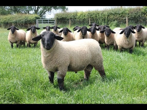 , title : 'Da ne bude KAJANJA – Koje rase ovaca odabrati za uzgoj?  (Moje selo)'