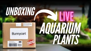 Low-Tech Plants ☘️ for Your 🐟 Planted Aquarium | Unboxing & Review | Bunnycart | Affordable Price