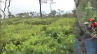 preview picture of video 'Wonosari Tea Plantation 3 - Malang - East Java'