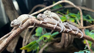 カメレオンの赤ちゃん、お引越し♪