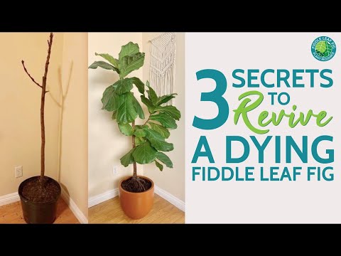 3 Secrets to Revive a Dying Fiddle Leaf Fig | Fiddle Leaf Fig Plant Resource Center