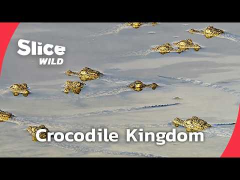 Inside the Nile’s Crocodile Wars | FULL DOC | SLICE WILD