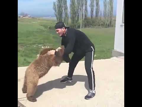 Khabib Vs Bear Part 2