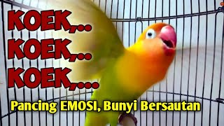 Download lagu KOEK,.. KOEK,.. LOVEBIRD Memanggil Lawan, LB Jenis Apa saja AUTO NYAUT BERSAUTAN mp3 Download lagu KOEK,.. KOEK,.. LOVEBIRD Memanggil Lawan, LB Jenis Apa saja AUTO NYAUT BERSAUTAN mp3