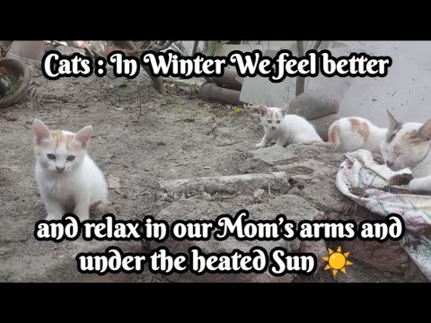 Shreya's Cats relax in our Mom's arms & under the heated SUN🌞 #Cats #catlover #momarm #youtubevideos
