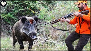 How Do Farmers Deal With Millions Of Radioactive Wild Boars Attacking Their Farms?| Farm Documentary