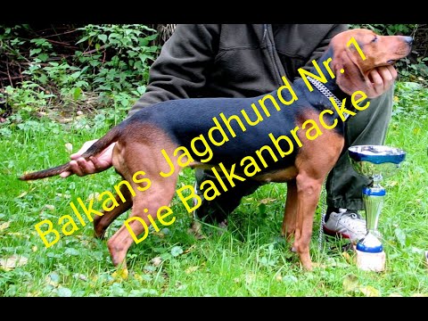 Die Balkanbracke ,Balkans Jagdhund Nr. 1