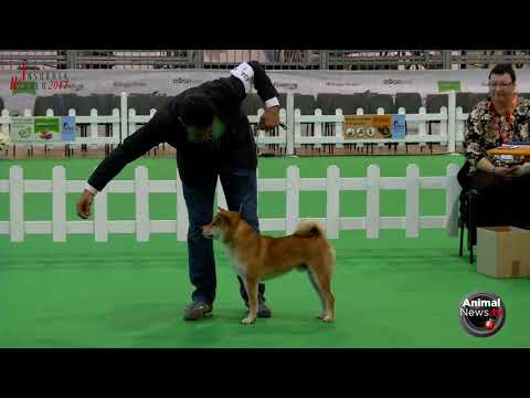 International Desio 2017 - Thursday - Shiba