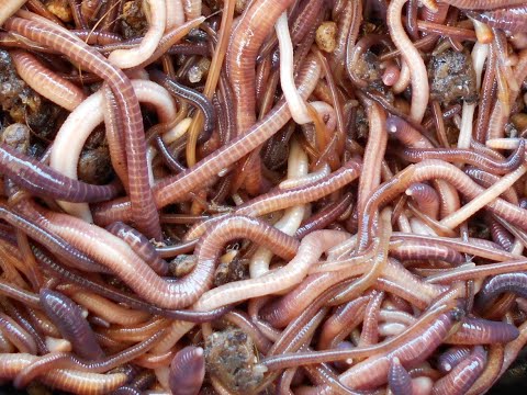 New Bedding, Food for Worm Bin - Have you started your own worm farm yet? Fun and Easy Raising Worms