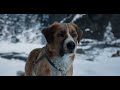 The Call Of The Wild Buck Sled Dog Save The Life Of Roswas Who Nearly Dies Under The Snow Slide
