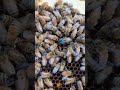Hive 2 Inspection QUEEN Is An Egg Factory Beekeeping Beekeeper Honey Bee Savethebees