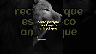 Los lobos nos enseñan como es ser de verdad leal... #viral #nature #wolf