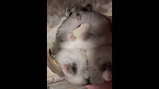 食べる