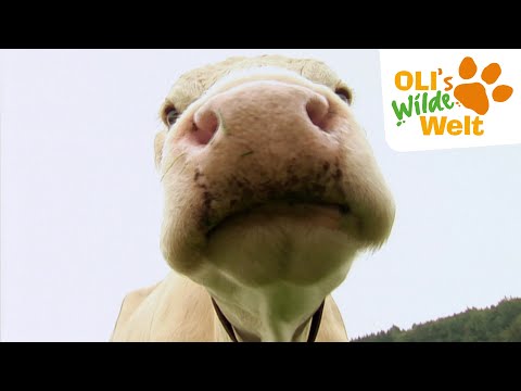 Video 53 aus  Schlosshof - der Urlaubsbauernhof