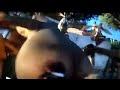 Butt Hippo Butt