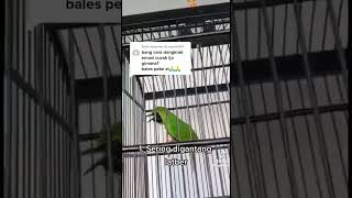 Download lagu Dongkrak emosi cucak ijo mp3