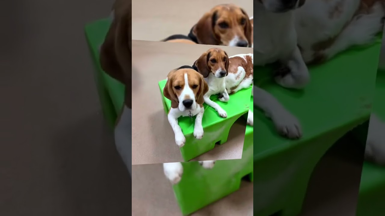 Enlarge Melvin- Foster or Foster to Adopt Home Needed, a Adoptable Beagle in Wood Dale, IL video 6/6