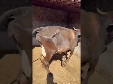 2 Vacas Paridas com Bezerro ao Pé: 5.500 reais cada em São Mamede/ Paraíba. ZAP 84 99810 2784*#gado