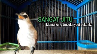 Download lagu trucukan gacor ROPEL PANJANG buat Pancingan trucuk... mp3