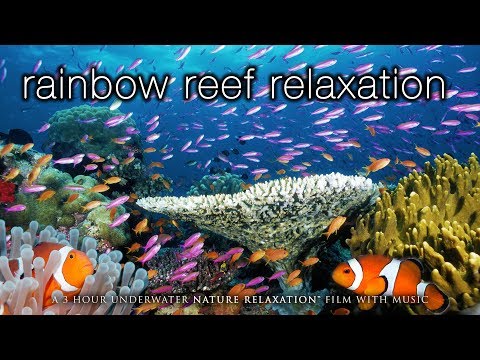 3 HOURS of Amazing Colorful Reef Sea Life  in HD 1080p (No Music) Tahiti, Raratonga, Indonesia