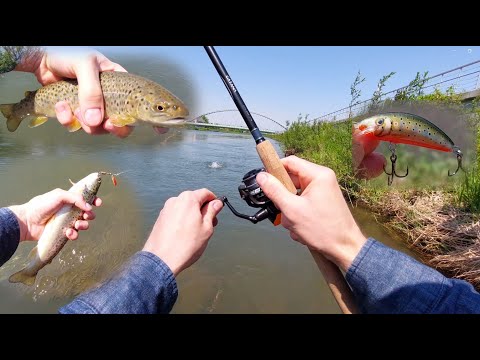 #6 Spinning w centrum miasta - pstrągi na woblera i błysk - Soła Żywiec