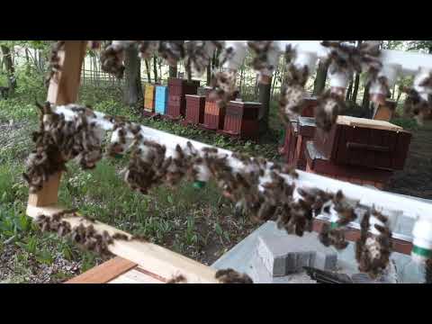 Mateczki się robiom