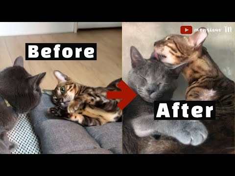 6 Tips to Introduce Cats FASTER (With NO Isolation)