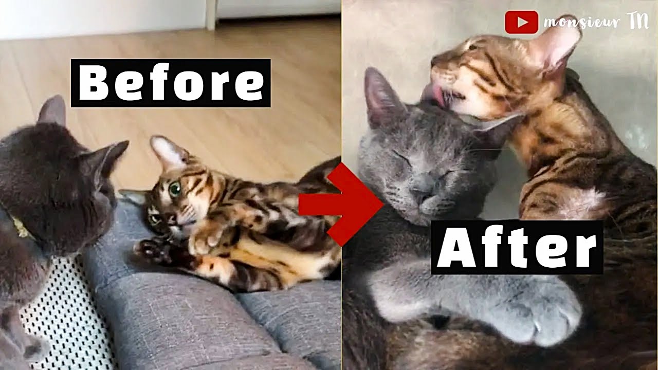 6 Tips to Introduce Cats FASTER (With NO Isolation)