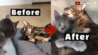 6 Tips to Introduce Cats FASTER (With NO Isolation)
