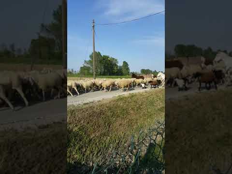 Arrivo della transumanza