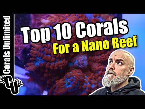 Top 10 Corals For a Nano Reef Tank