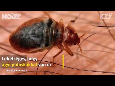fehér férgek, mint kezelni