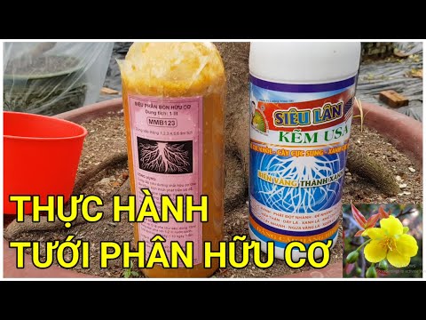 🔴 QBS22146 - THỰC HÀNH TƯỚI PHÂN HỮU CƠ CHO MAI VÀNG || CÁCH TƯỚI PHÂN CHO MAI VÀNG THÁNG 2 ÂM LỊCH