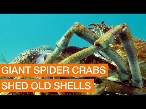 Giant Spider Crabs Shed Old Shells (Package)